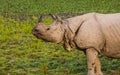 Greater one-horned Indian Rhino male approaching the jeep Royalty Free Stock Photo