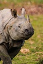 Greater one-horned Indian Rhino male approaching the jeep Royalty Free Stock Photo