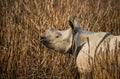 Greater one-horned Rhino in the elephant grass in Kaziranga Royalty Free Stock Photo