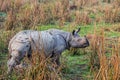 Greater one-horned Rhino in the elephant grass in Kaziranga Royalty Free Stock Photo