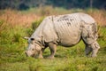 Greater one-horned Rhino grazing Royalty Free Stock Photo