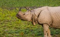 Greater one-horned Rhino in the open plains of Kaziranga National Park Royalty Free Stock Photo