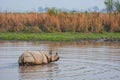 Greater one-horned Rhino in the open plains of Kaziranga National Park