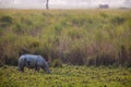 Greater one-horned Rhino in the open plains of Kaziranga National Park, India Royalty Free Stock Photo