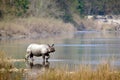Greater One-horned Rhinoceros at Bardia national park, Nepal