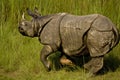 Greater one horned rhinoceros in Bardia, Nepal Royalty Free Stock Photo