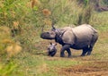 Greater One-horned Rhinoceros, Royal Bardia National Park, Nepal Royalty Free Stock Photo