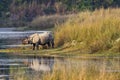 Greater One-horned Rhinoceros, Royal Bardia National Park, Nepal