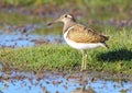 Greater Painted Snipe Royalty Free Stock Photo