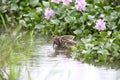 Greater painted snipe family Royalty Free Stock Photo