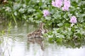 Greater painted snipe family Royalty Free Stock Photo