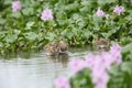 Greater painted snipe family Royalty Free Stock Photo