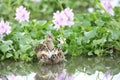 Greater painted snipe family Royalty Free Stock Photo