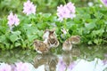 Greater painted snipe family Royalty Free Stock Photo