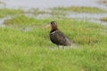 Greater painted-snipe Female, Rostratula benghalensis, Pune, Maharashtra, Royalty Free Stock Photo