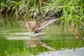 Greater Painted Snipe Formal Name: Rostratula benghalensis Royalty Free Stock Photo