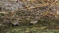 Greater Painted-snipe in Kruger National park, South Africa Royalty Free Stock Photo