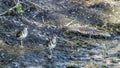 Greater Painted-snipe in Kruger National park, South Africa Royalty Free Stock Photo