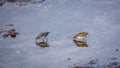 Greater Painted-snipe in Kruger National park, South Africa Royalty Free Stock Photo