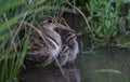 Greater Painted-snipe males taking care of children Earn a living in the fields