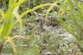 The greater painted-snipe is a species of wader in the family Rostratulidae Royalty Free Stock Photo