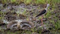 Greater Painted-snipe spread his wings as a defense in times of threat