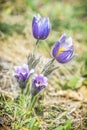 Greater Pasque Flower - Pulsatilla grandis, Nitra, Slovakia