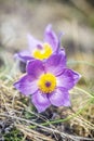 Greater Pasque Flower - Pulsatilla grandis, Nitra, Slovakia