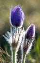 greater pasqueflower, pulsatilla grandis Royalty Free Stock Photo