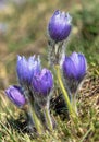 greater pasqueflower, pulsatilla grandis Royalty Free Stock Photo