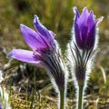 greater pasqueflower, pulsatilla grandis