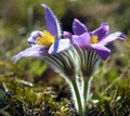 greater pasqueflower, pulsatilla grandis Royalty Free Stock Photo