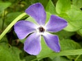 Greater Periwinkle Royalty Free Stock Photo