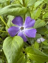 Greater Periwinkle Vinca major in garden Royalty Free Stock Photo