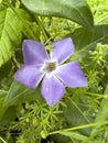 Greater Periwinkle Vinca major in garden Royalty Free Stock Photo