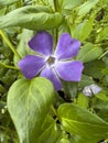 Greater Periwinkle Vinca major in garden Royalty Free Stock Photo