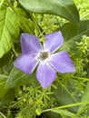 Greater Periwinkle Vinca major in garden Royalty Free Stock Photo