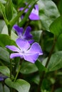 Greater Periwinkle - Vinca major, Norfolk, England, UK