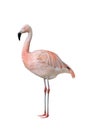 Greater pink flamingo Phoenicopterus roseus Royalty Free Stock Photo