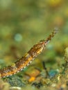 Greater pipefish. Conger Alley, Scotland Royalty Free Stock Photo
