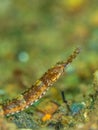 Greater pipefish. Conger Alley, Scotland Royalty Free Stock Photo