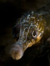 Greater Pipefish - Loch Sween