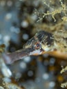 Greater pipefish, Syngnathus acus. Loch Long. Diving, Scotland Royalty Free Stock Photo