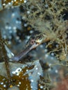 Greater pipefish, Syngnathus acus. Loch Long. Diving, Scotland Royalty Free Stock Photo