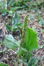 Greater Plantain or Broadleaf Plantain (Plantago Major) Royalty Free Stock Photo