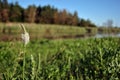 Greater Plantain or fleaworts Plantago major plant flower blooming on blurry landscape background, glade, wood and sky