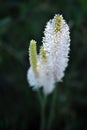 Greater Plantain or fleaworts Plantago major plant white fluffy flowers blooming on blurry dark background