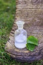 Greater plantain, Plantago, plantains or fleaworts green leaves next to clear bottle with an elixir cork