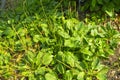 Greater Plantain, Waybread Plantago major L. tree