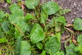 Greater Plantain, Waybread Plantago major tree in the garden .The inflorescences on long stalks with short spikes numerous tiny